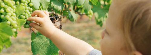 young toddler picking grapes